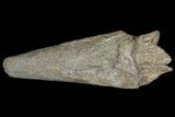 Cretaceous Fish (Martinichthys) Rostrum - Kansas #66890-1